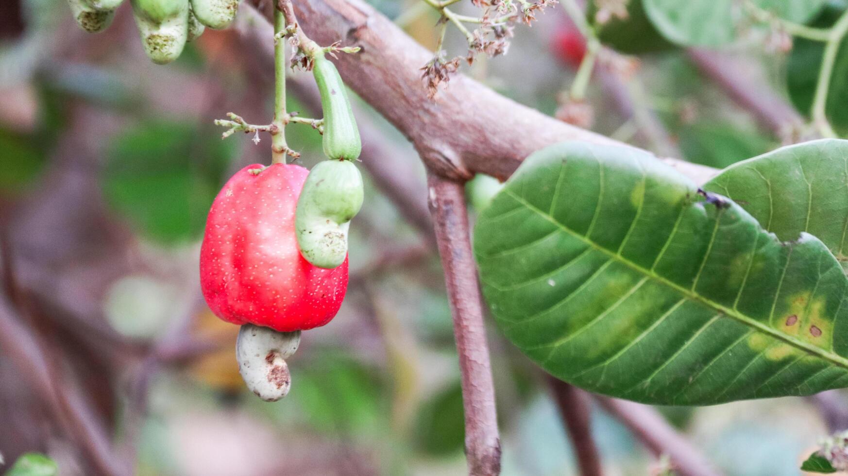 fehlerhaft Cashew Nuss Früchte mit Narben und Markierungen welche wurden verursacht durch Krankheit und Mangel von Dünger und Wasser foto