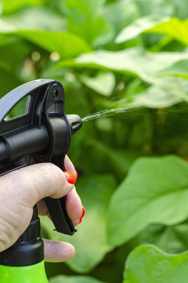Besprühen von Gemüse und Gartenpflanzen mit Pestiziden zum Schutz vor Krankheiten und Schädlingen mit Handsprüher foto