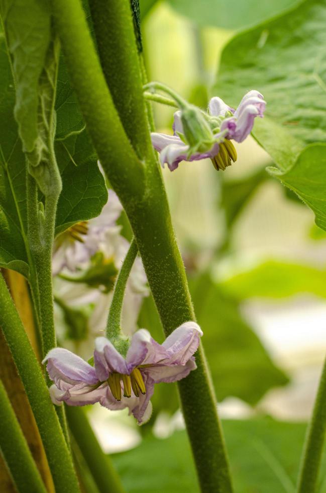 blühende lila Blumen Aubergine auf Busch. Studiofoto foto