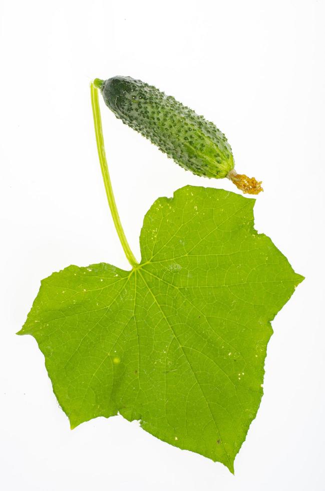 grünes Blatt und Frucht frischer Gurke isoliert auf weißem Hintergrund. Studiofoto foto