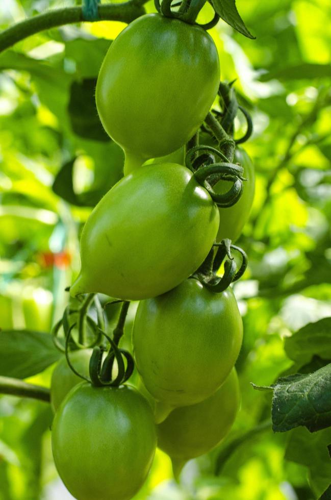 Grüne unreife Tomaten wachsen auf Büschen im Gewächshaus. Studiofoto foto