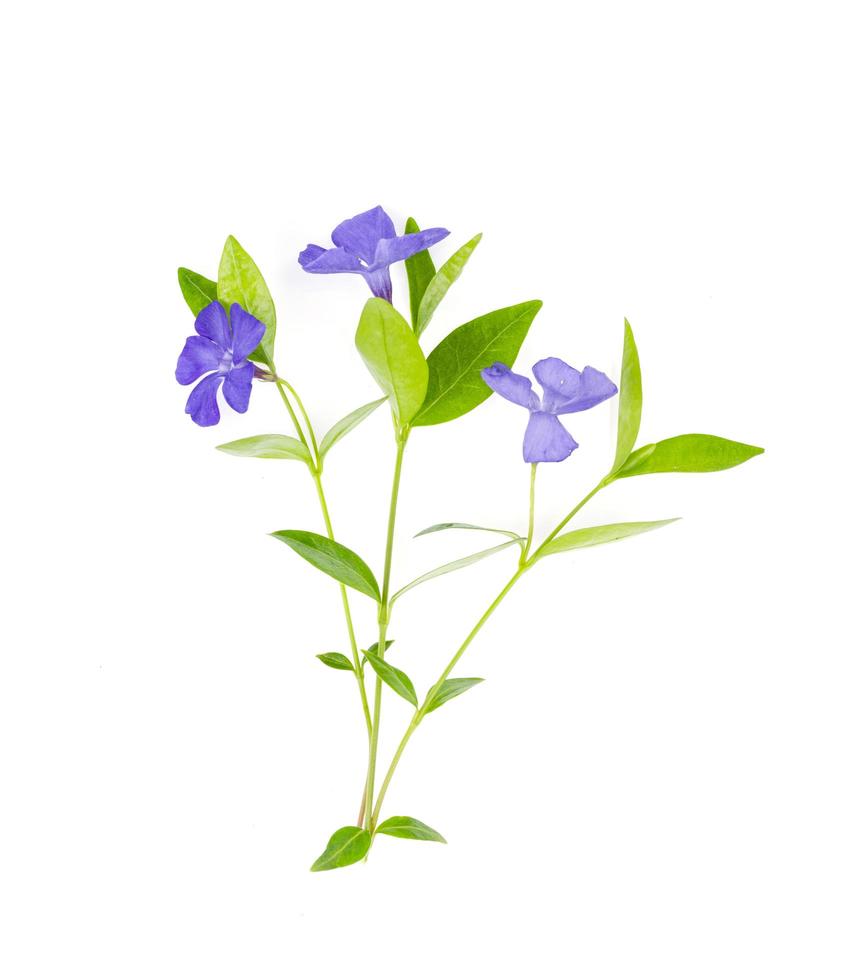 mehrjährige bodendecker vinca mit blauen blüten. Studiofoto foto
