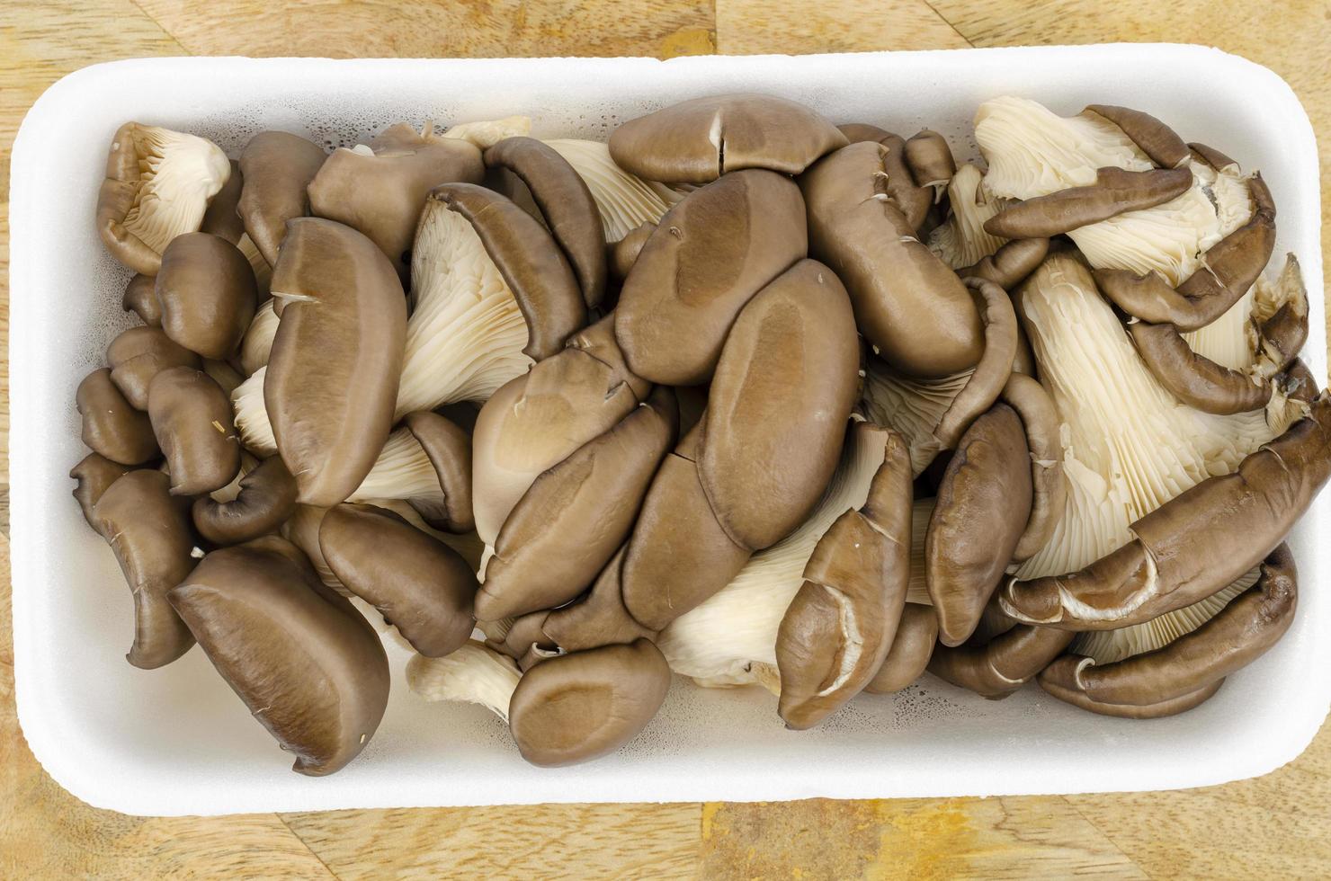 frische graue kultivierte Austernpilze für die Küche. Studiofoto foto