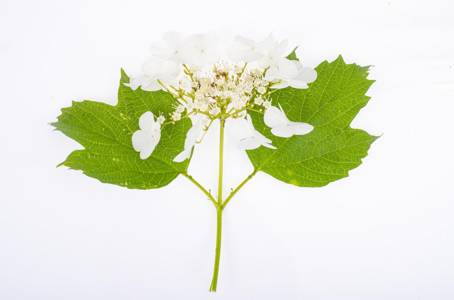 Zweig der Viburnum mit weißen Blütenständen und grünen Blättern auf weißem Hintergrund. Studiofoto foto