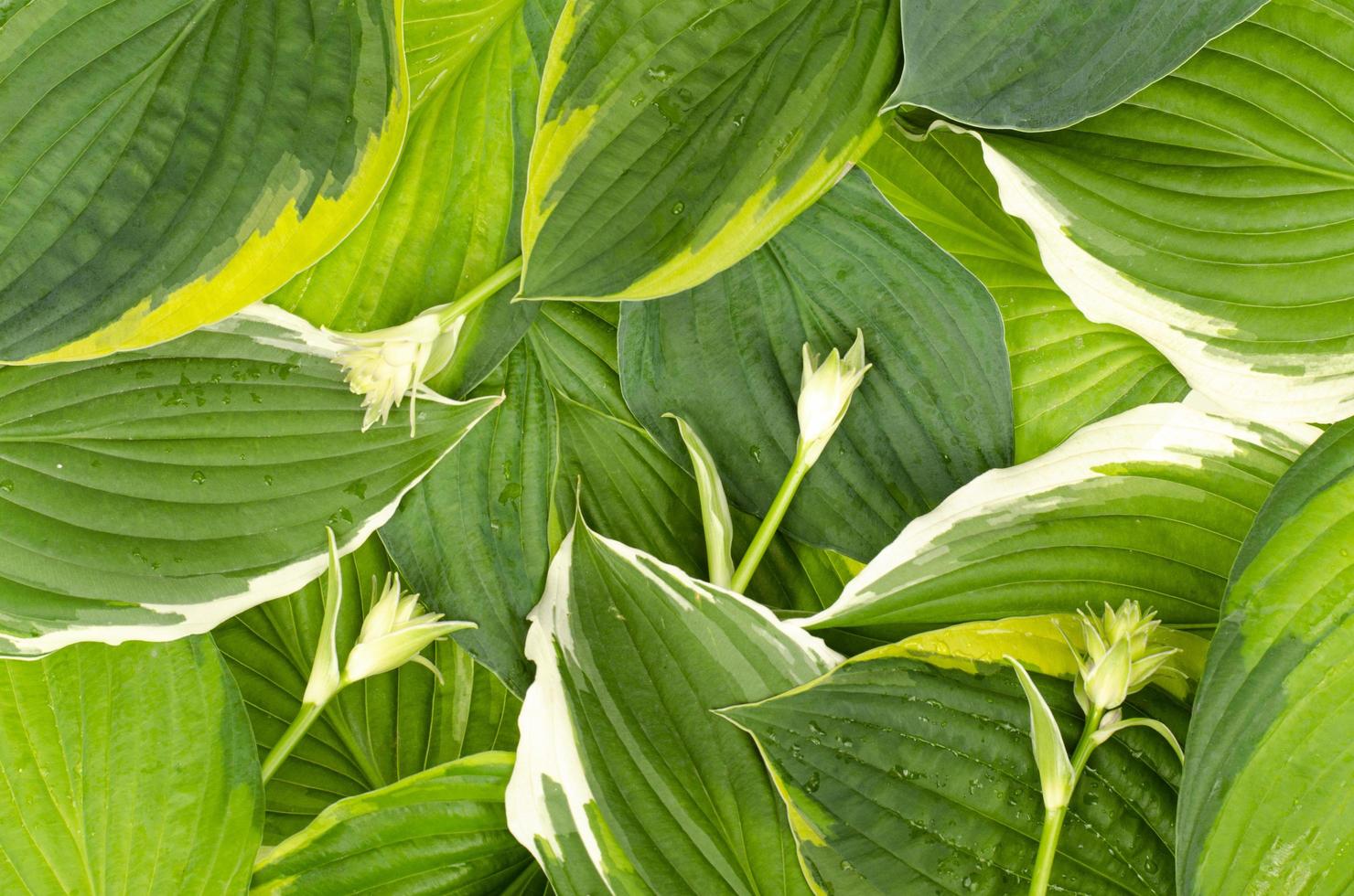 Hintergrund, Postkarte, Banner aus dekorativen Hosta-Blättern. Studiofoto. foto