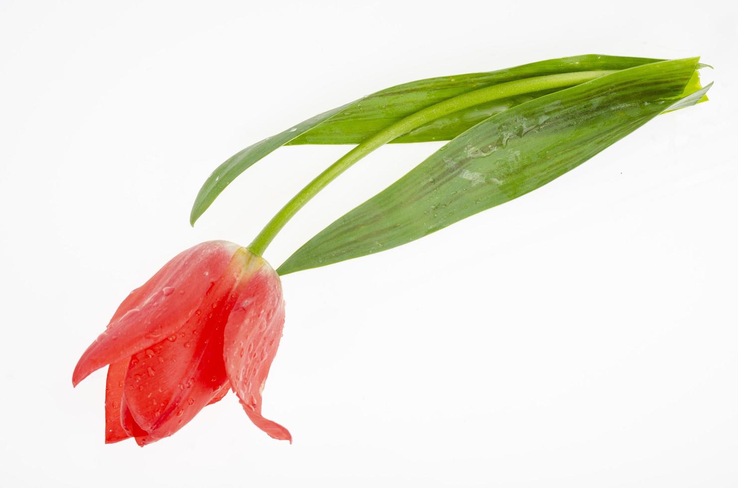 einzelne rote und rosa frische Tulpe isoliert auf weißem Hintergrund. Studiofoto foto