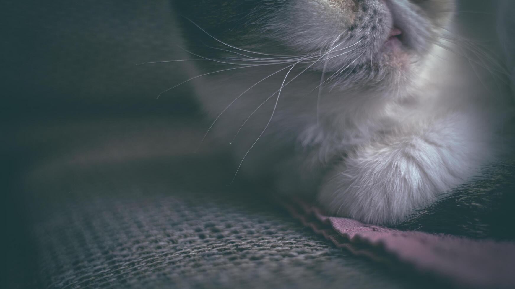 Weiß exotisch Katze, glatthaarig mit braun Augen. Kino 16-9 foto