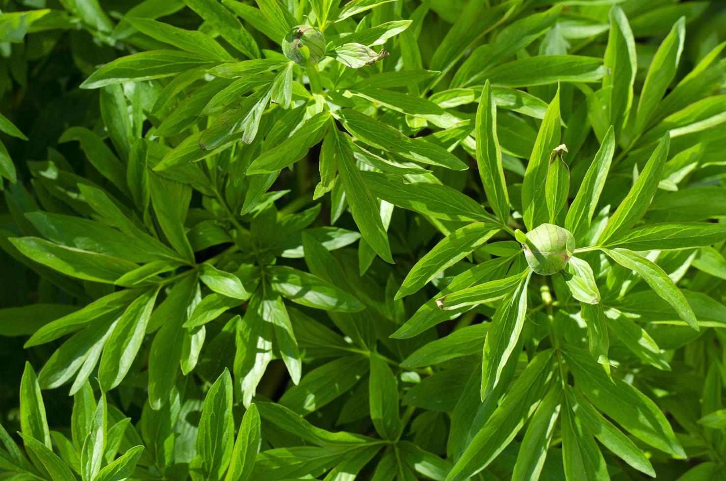 Hintergrund, Textur, Tapete von dekorativen Pflanzenblättern. Studiofoto foto