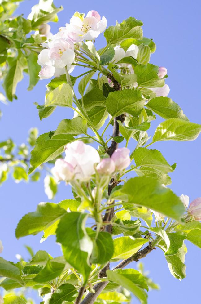 Apfelbaumzweig mit zarten weiß-rosa Blüten. Studiofoto foto