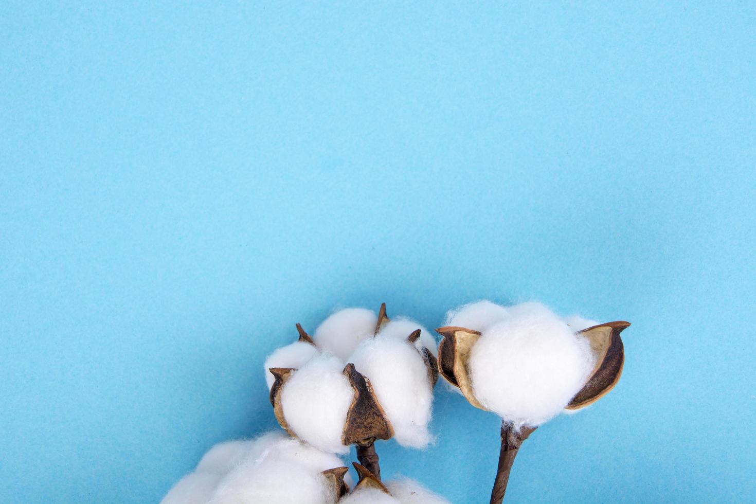 Baumwollblumen auf blauem Hintergrund. natürliches Foto