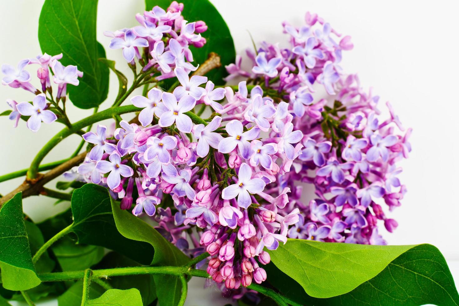 Frühlingsfliederblüten auf weißem Hintergrund foto