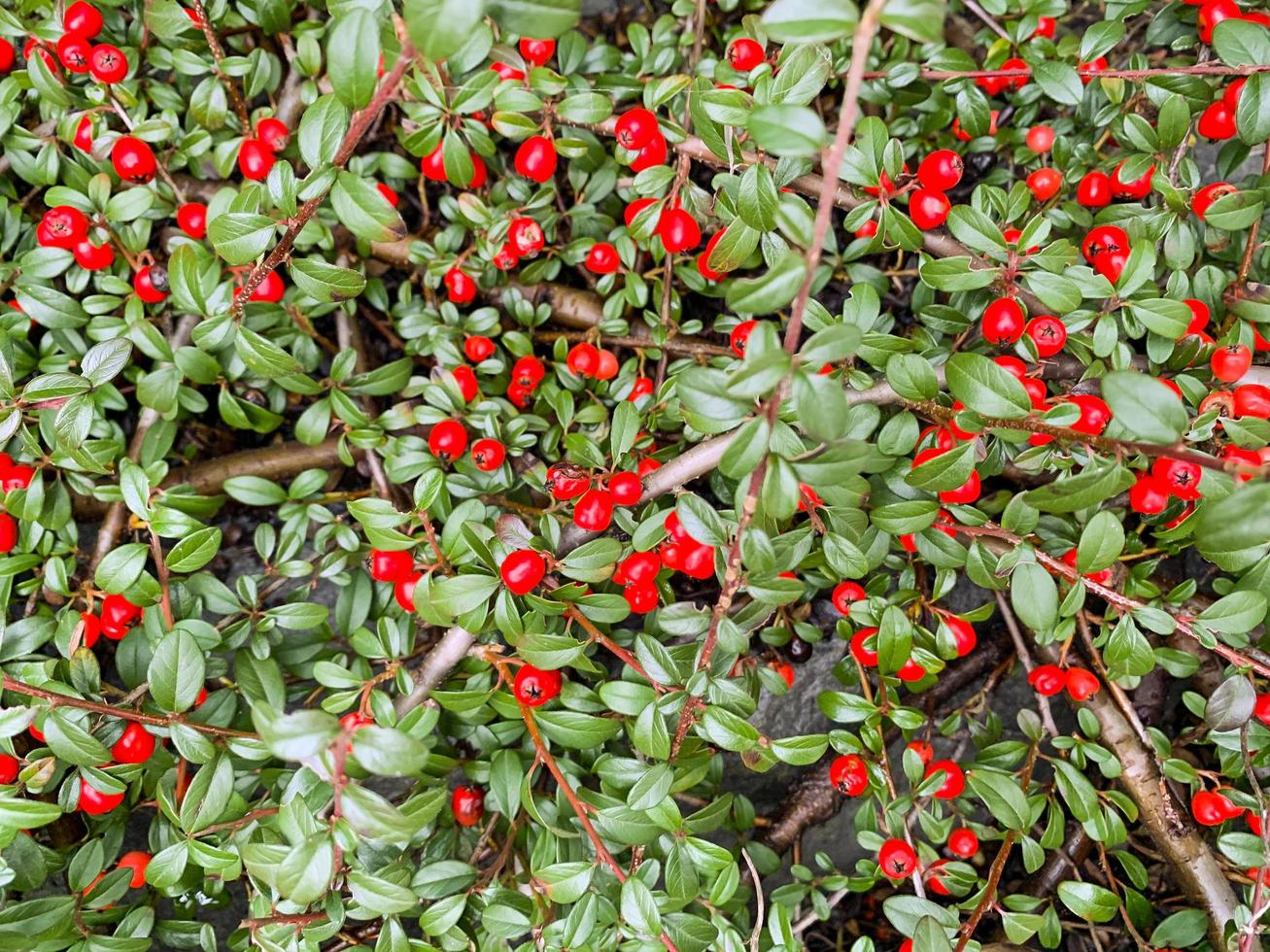 Ziergartenstrauch mit kleinen grünen Blättern und Beeren foto