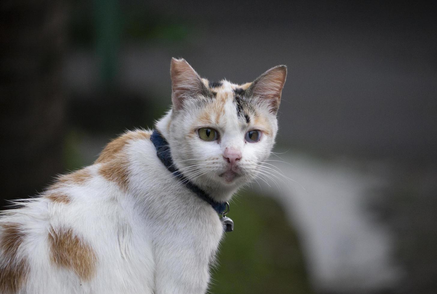 süße Hauskatze foto