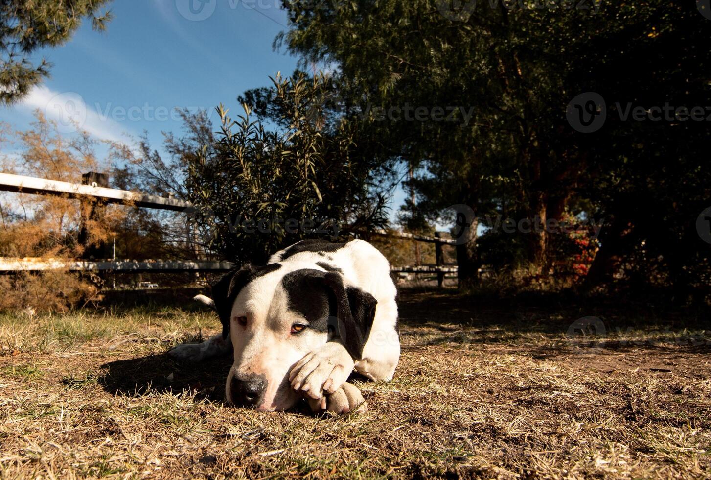 Hund warten traurig foto