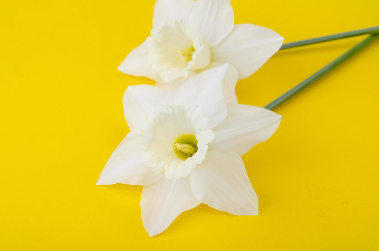 blasse helle Blüten von Narzissen auf leuchtend gelbem Hintergrund foto