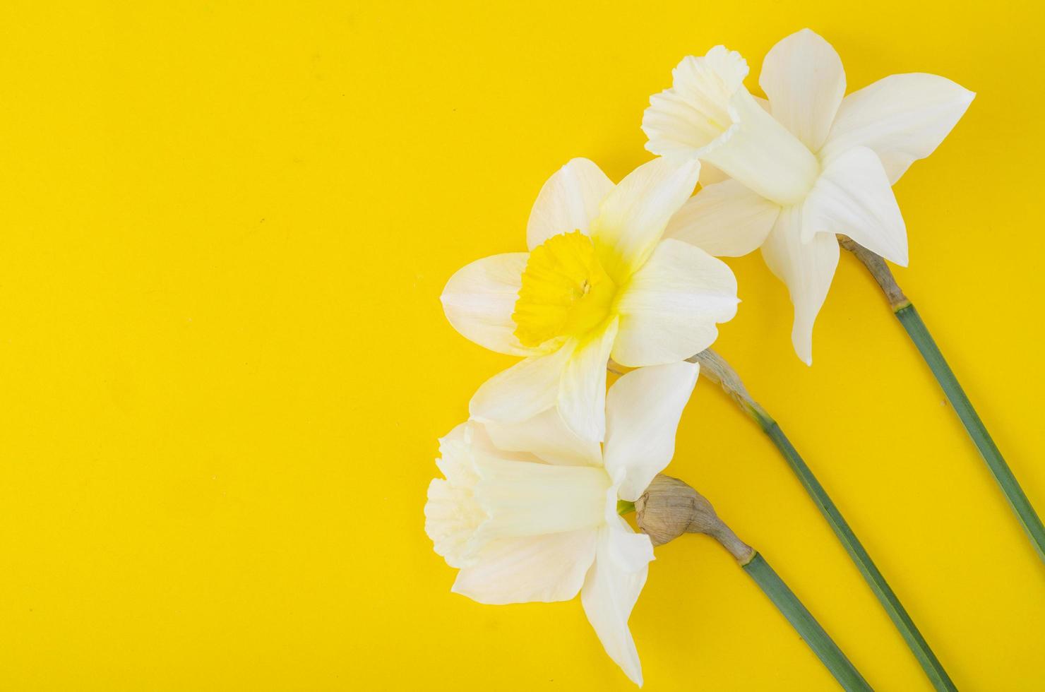 blasse helle Blüten von Narzissen auf leuchtend gelbem Hintergrund foto