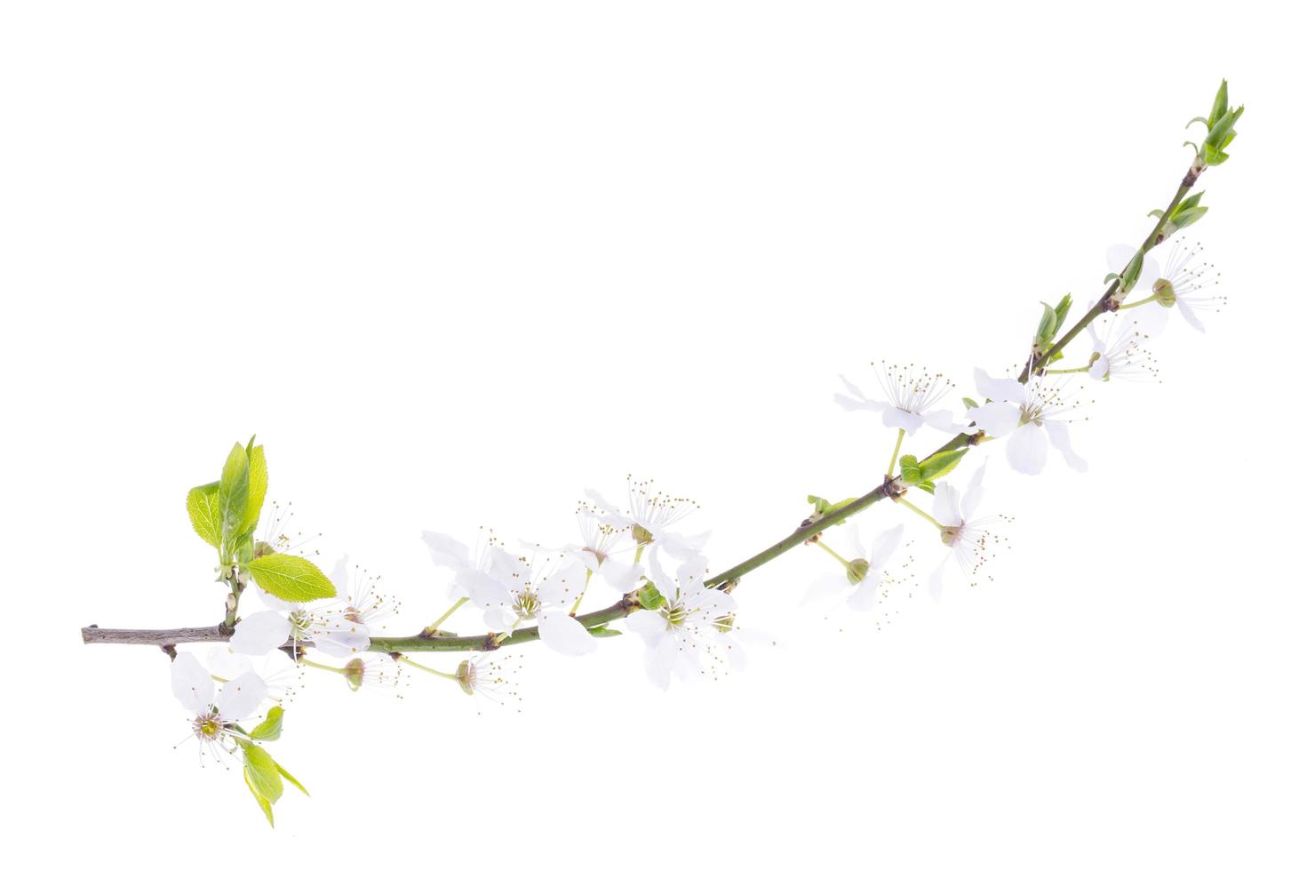 Kirschzweig mit grünen Blättern und blühenden weißen Blüten foto