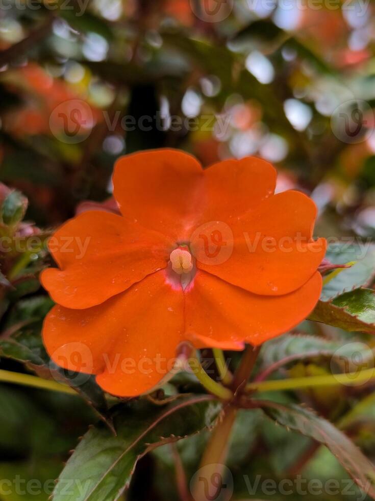 Impatiens hawkeri Blumen sind Blühen im das Garten, hat hell Farbe foto