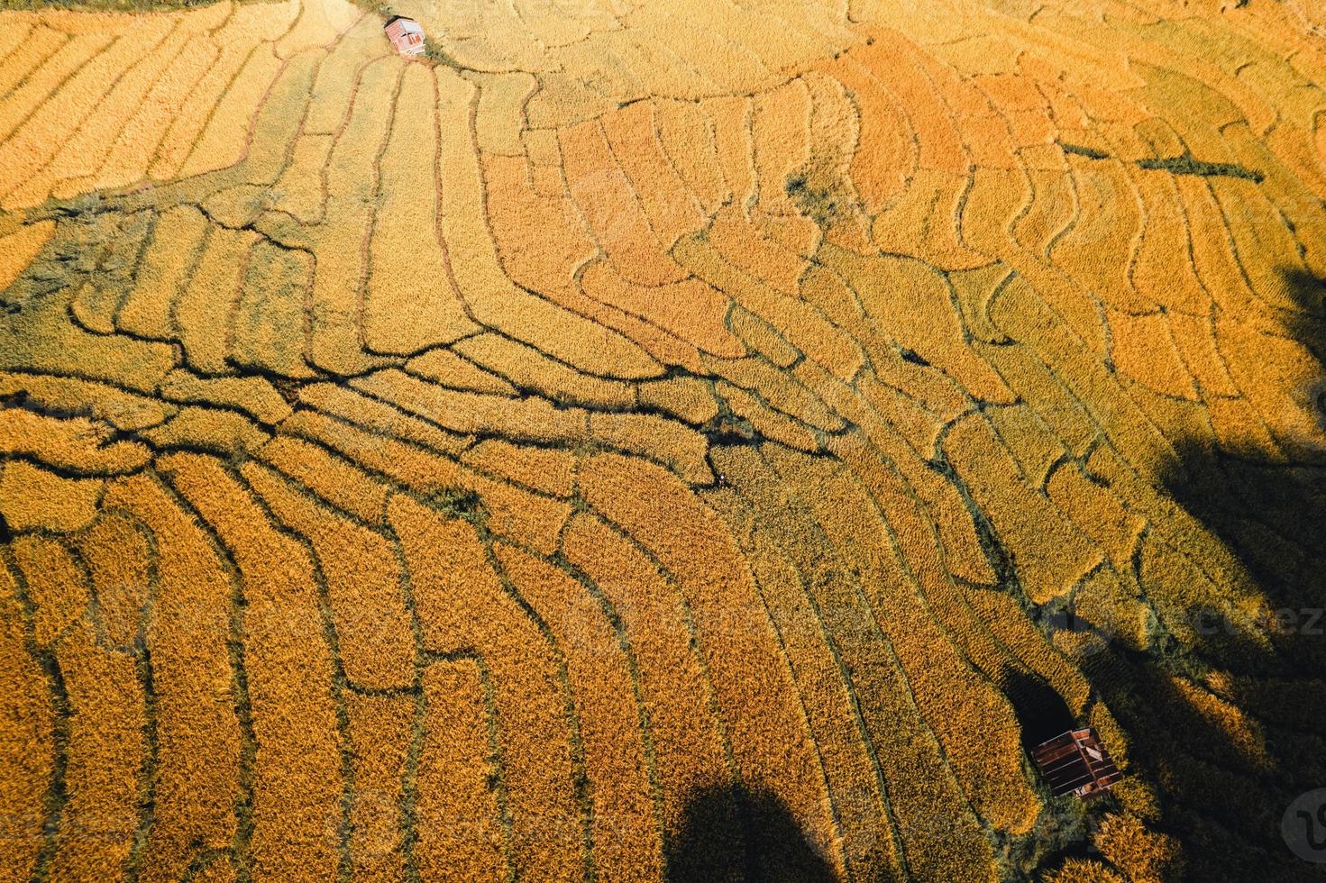 Luftaufnahme des goldenen Reisterrassenfeldes am Morgen foto