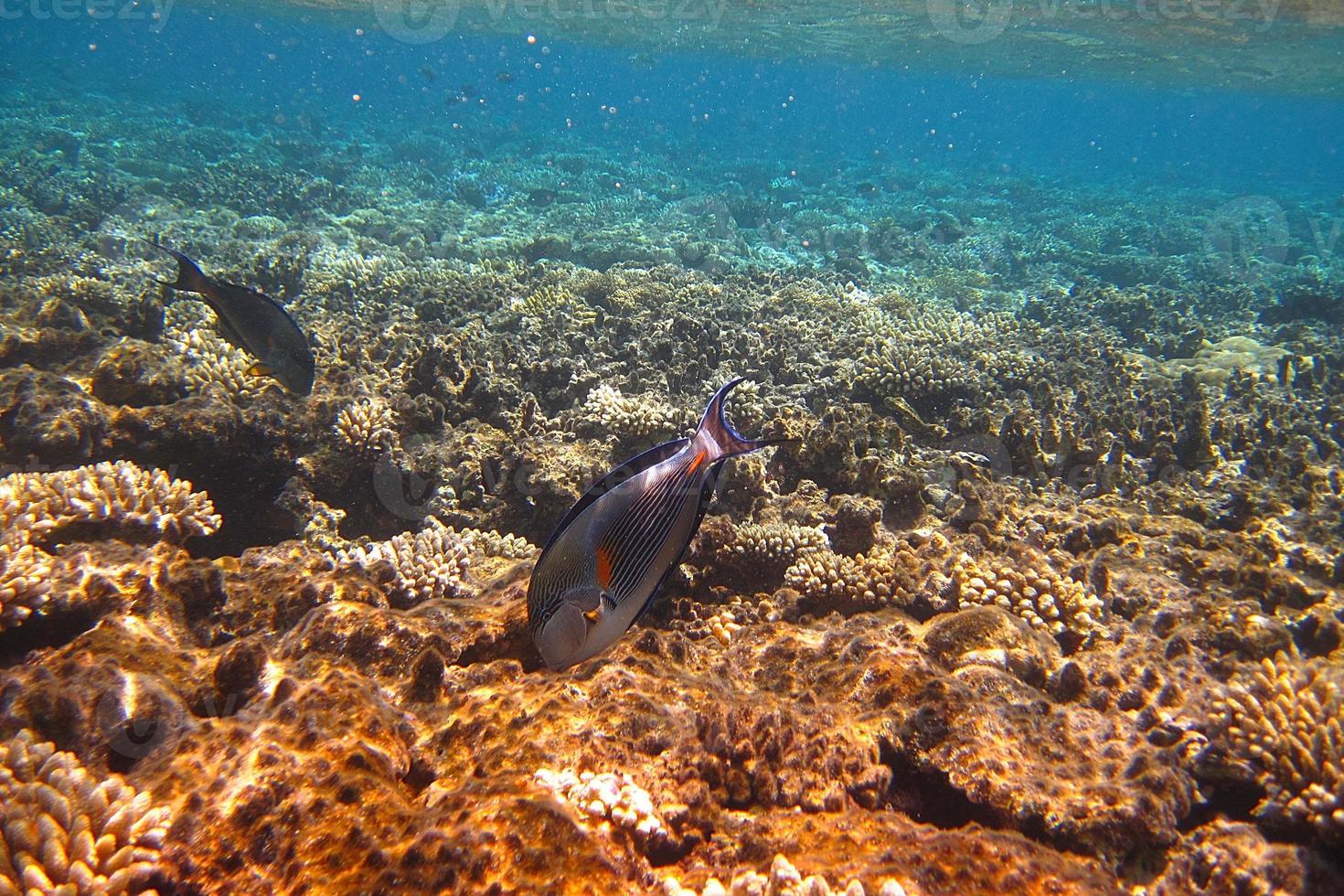 Fisch an einem Korallenriff foto