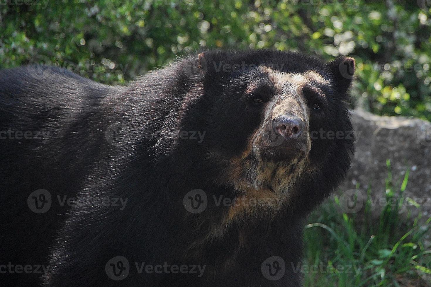 Schwarzbär im Zoo foto