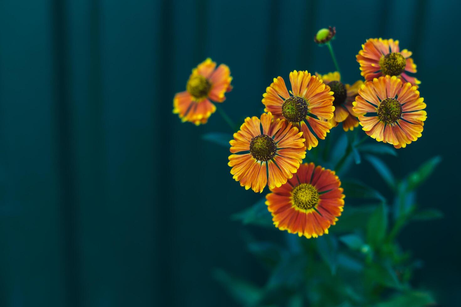 hell Orange Blumen von Helenium herbstlich auf dunkel Grün Hintergrund. foto