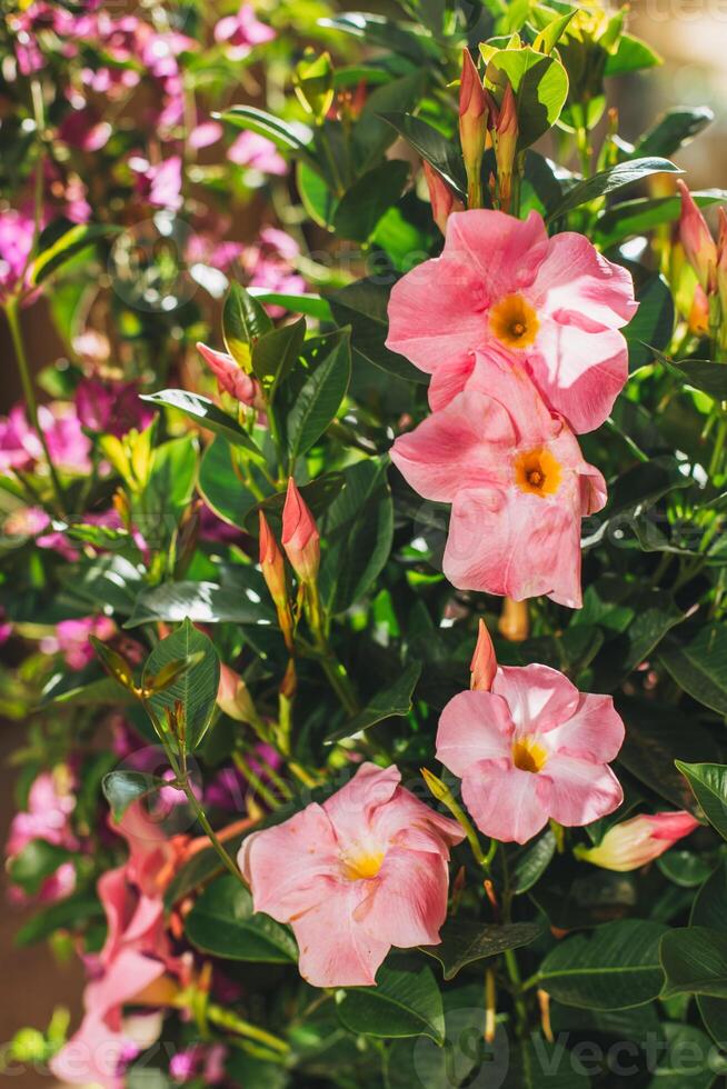 schön Rosa Petunie Blumen auf ein Sommer- Straße. foto