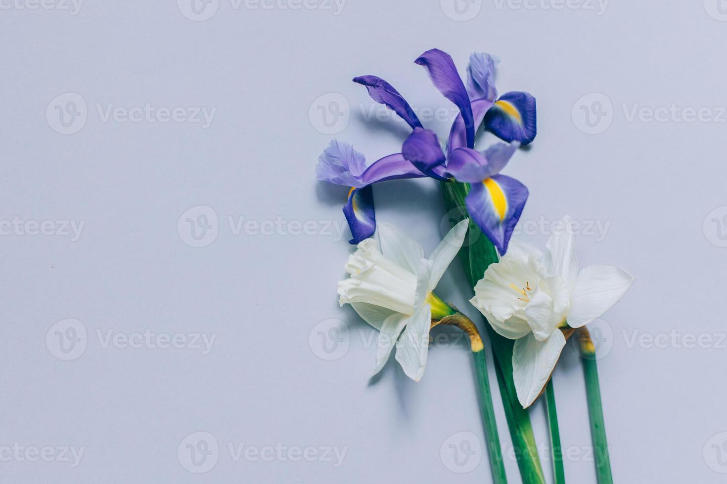 Strauß von zärtlich Narzisse Narzisse und Iris Blumen auf ein grau Hintergrund. foto