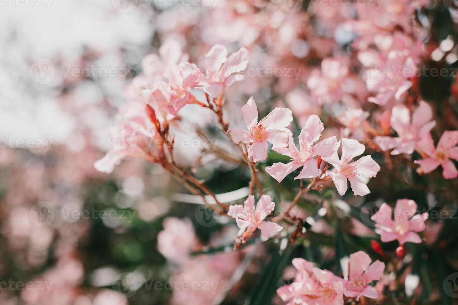 schön Rosa Oleander Blumen auf ein Sommer- Straße. foto