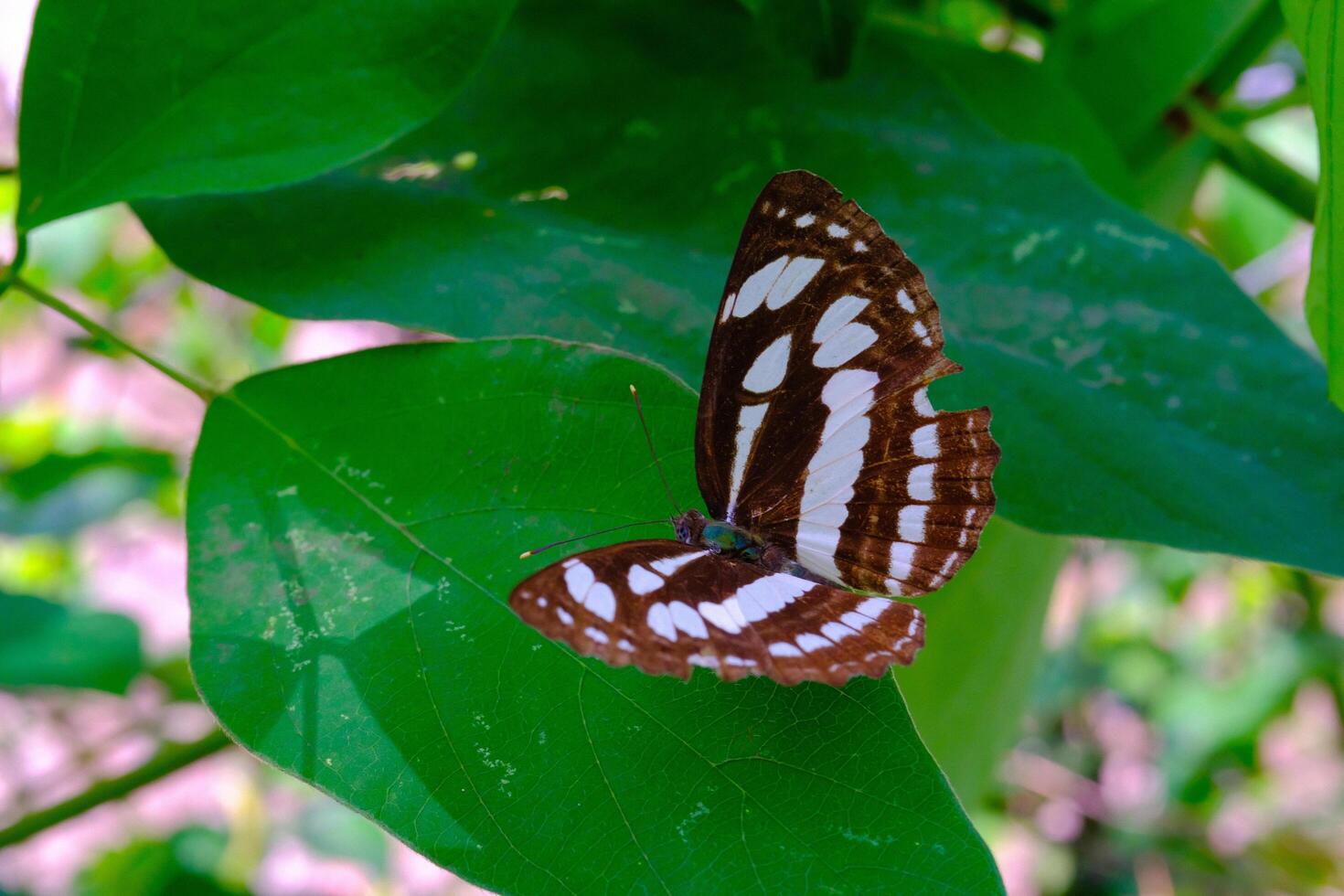 Tier Fotografie. Tier Nahaufnahme. Makro Foto von schwarz und Weiß gemustert Schmetterling oder neptis Hylas, thront auf ein Grün Blatt. bandung - - Indonesien, Asien