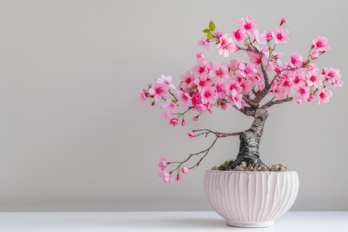 Mini Kirsche Baum im ein dekorativ Topf es hat zart Rosa Blumen. foto