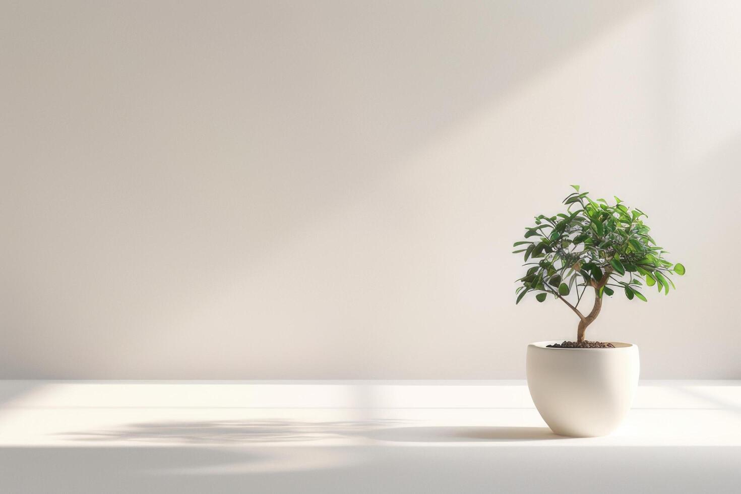 klein Ficus Baum elegant Töpfe auf ein rein Weiß Hintergrund foto