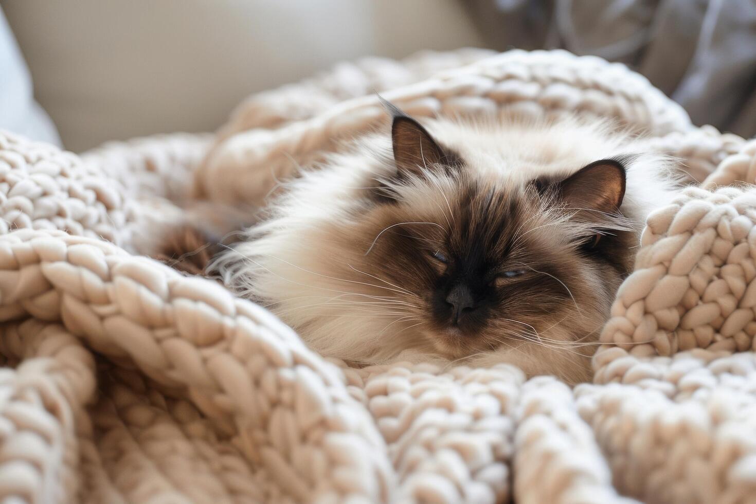 ein zufrieden Himalaya Katze eingebettet im ein gemütlich Bett, es ist flauschige Pelz kontrastieren schön mit das Sanft Decken foto