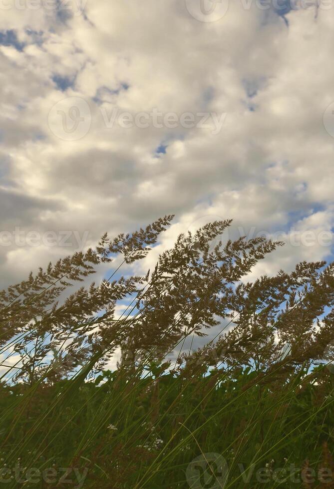 Viele Stängel aus grünem Schilf wachsen aus dem Flusswasser unter dem wolkigen blauen Himmel. unübertroffene Blätter mit langen Stielen foto