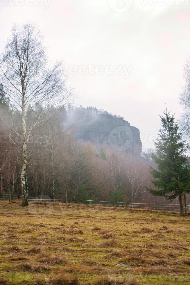 Elbe Sandstein Berge. Wiese im Vorderseite von Wald und Felsen. Nebel steigt an von das Wald foto