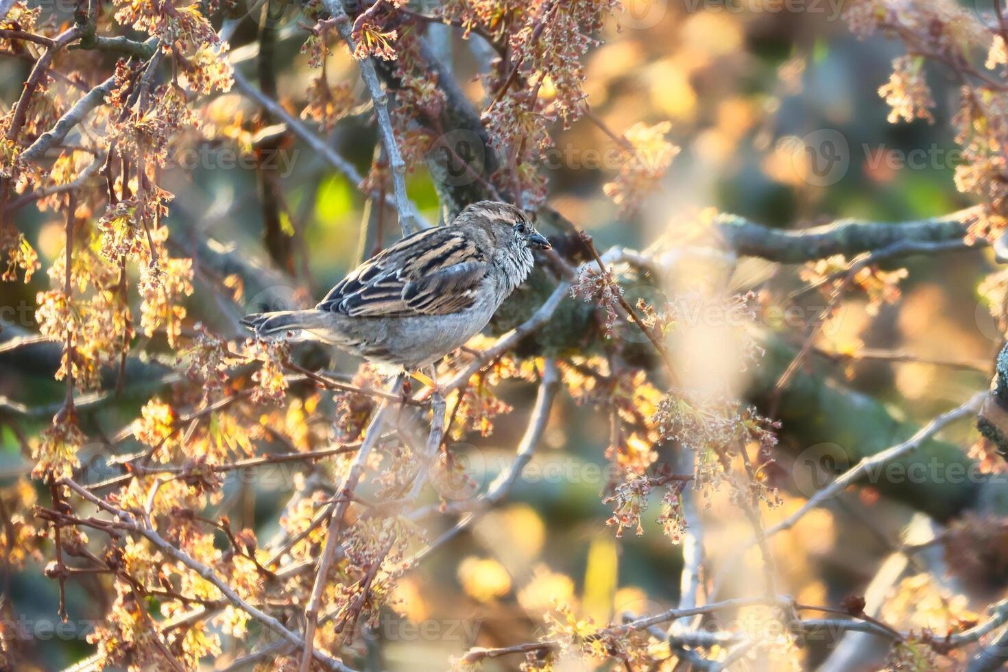 Spatz Sitzung auf ein Ast im das Schutz von ein Strauch. braun, Schwarz, Weiß wild Vogel foto