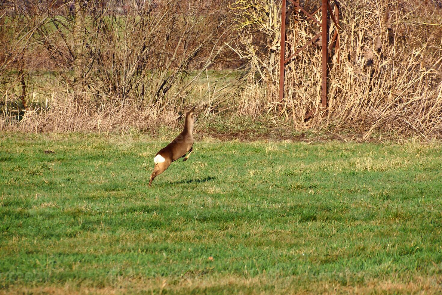 Hirsch auf das Lauf im ein Wiese. Springen Über das Grün Gras. Tier Foto