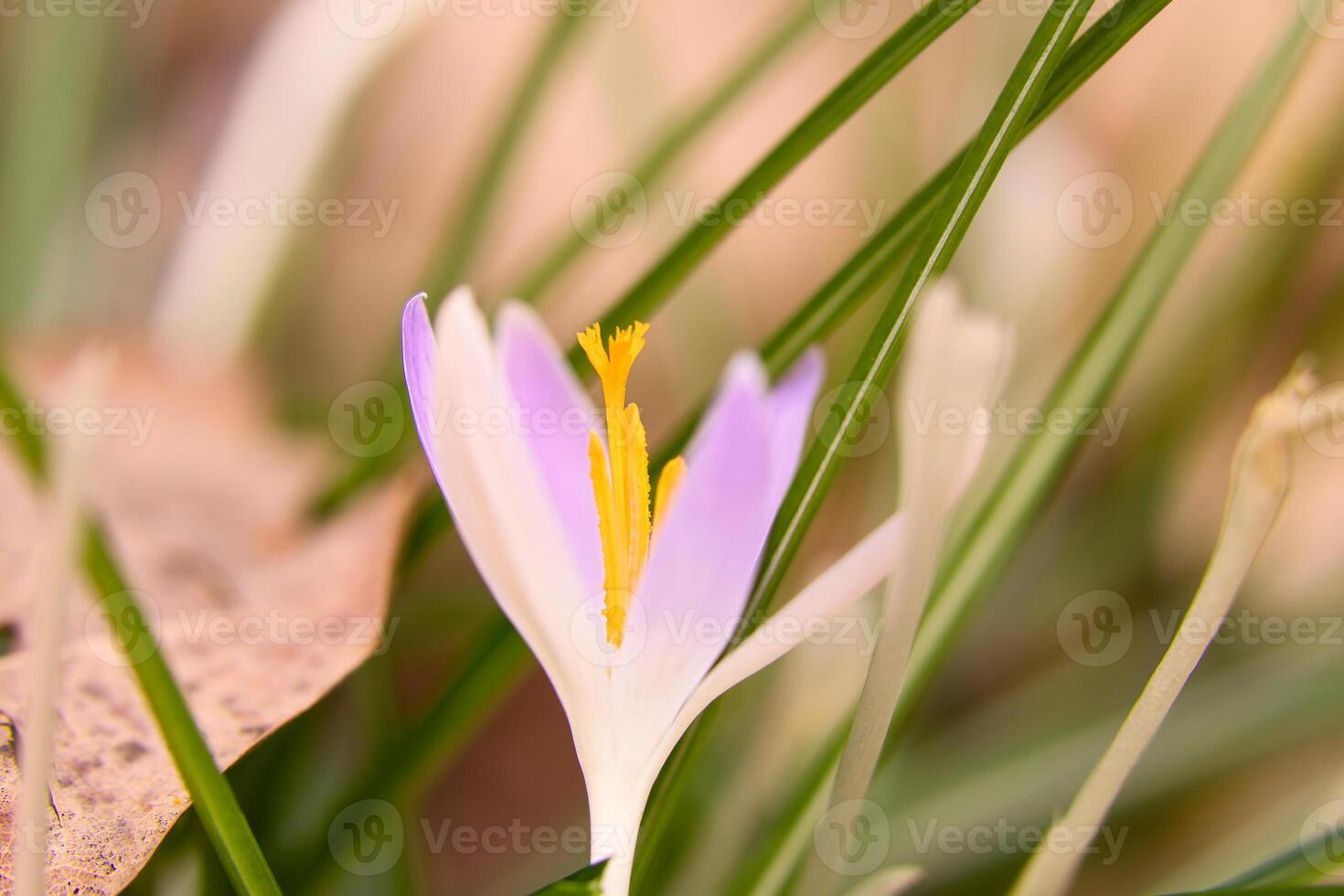 Single Krokus Blume zart abgebildet im Sanft warm Licht. Frühling Blumen foto