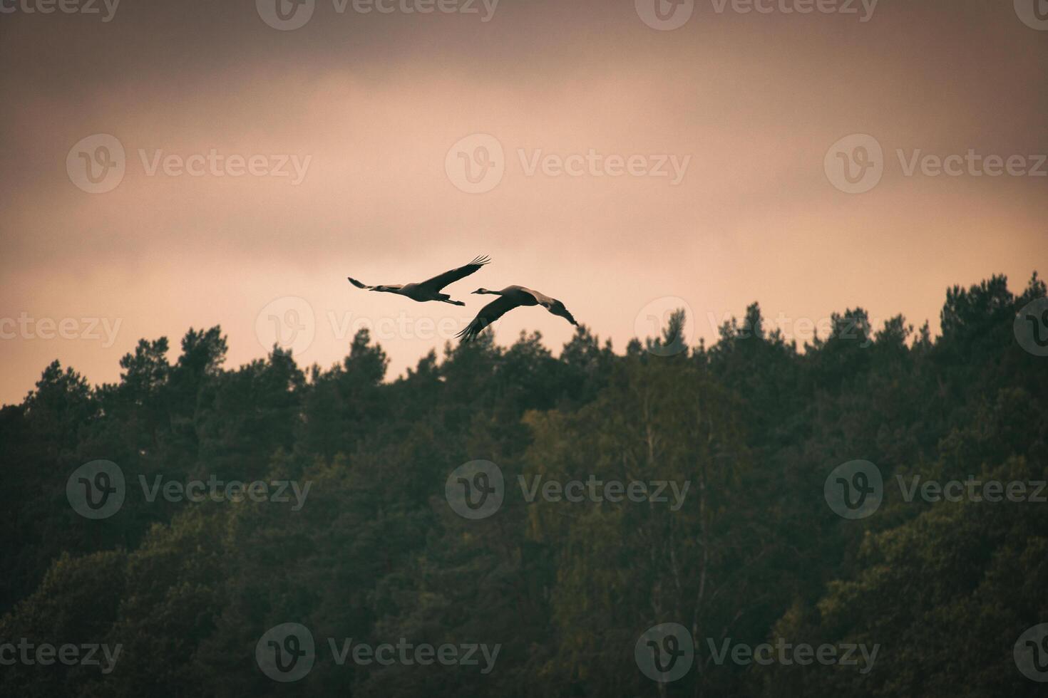 Kräne fliegen Über Bäume im ein Wald beim Sonnenuntergang. wandernd Vögel auf das darss foto