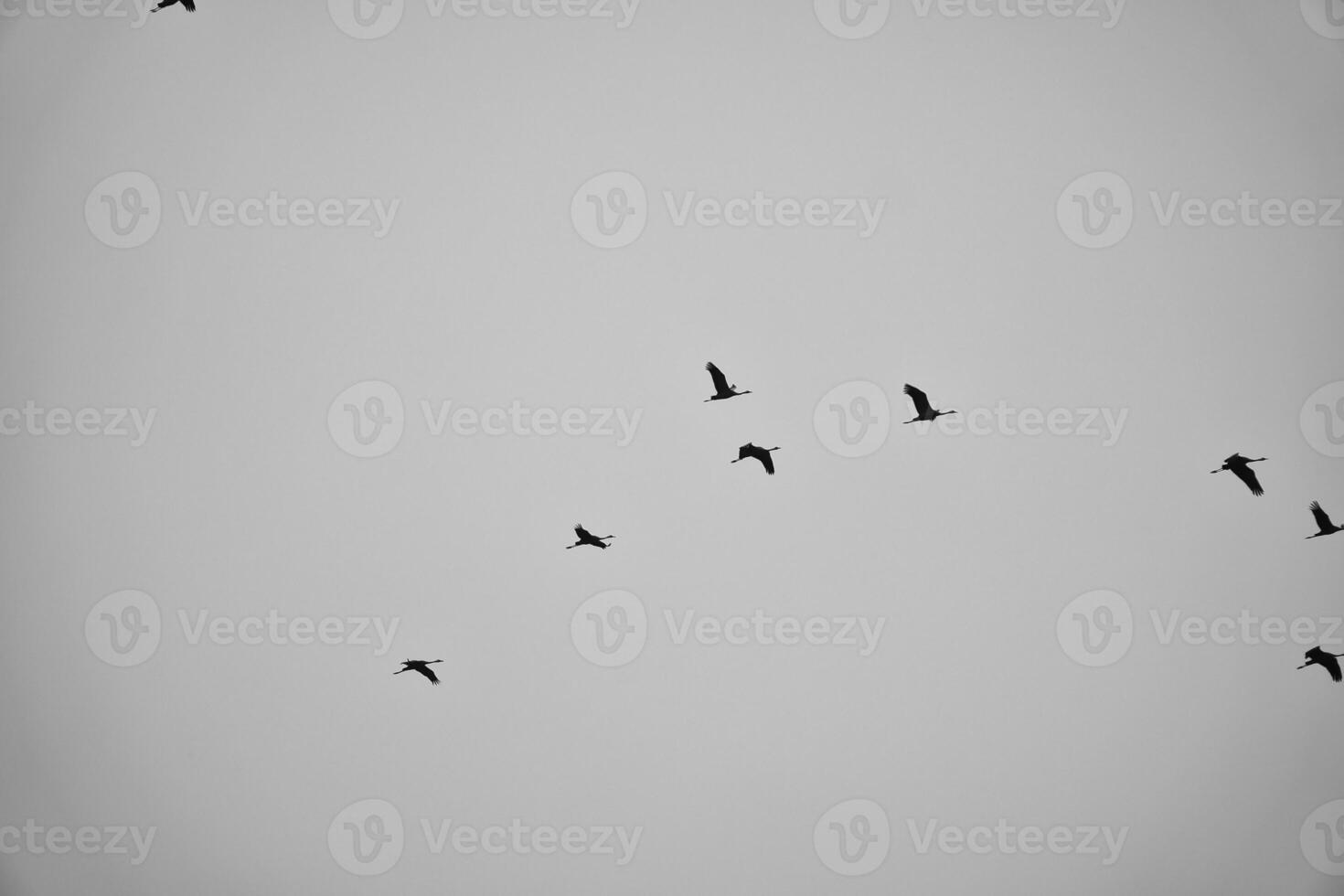 Kräne fliegen im v Formation im das Himmel. wandernd Vögel auf das Verdammt. schwarz Weiß foto