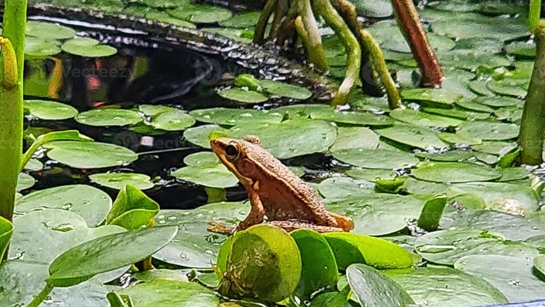 Frosch im das Teich. das Frosch sitzt auf das Lotus Blatt. foto