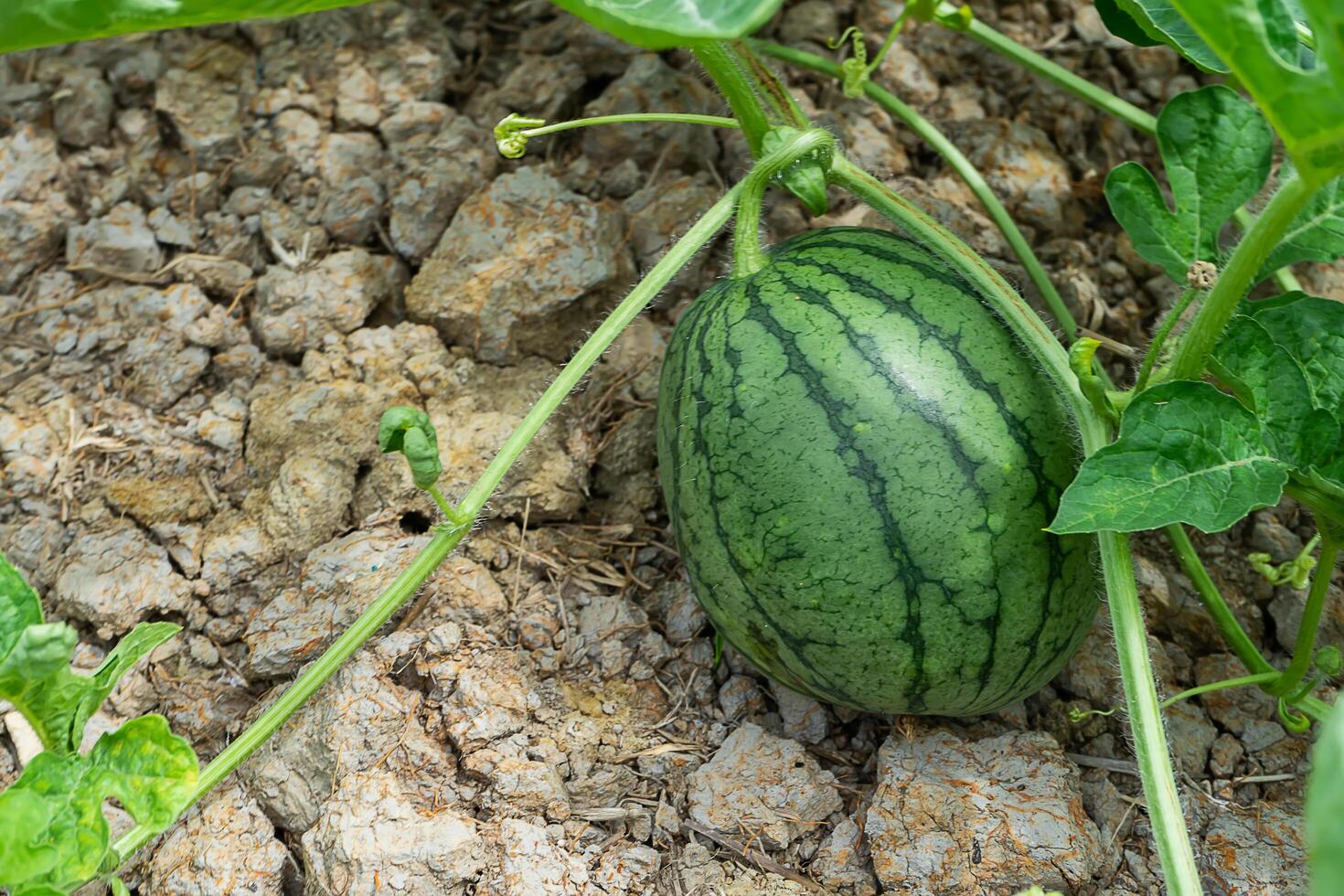 schließen oben von jung Wassermelone Frucht. foto