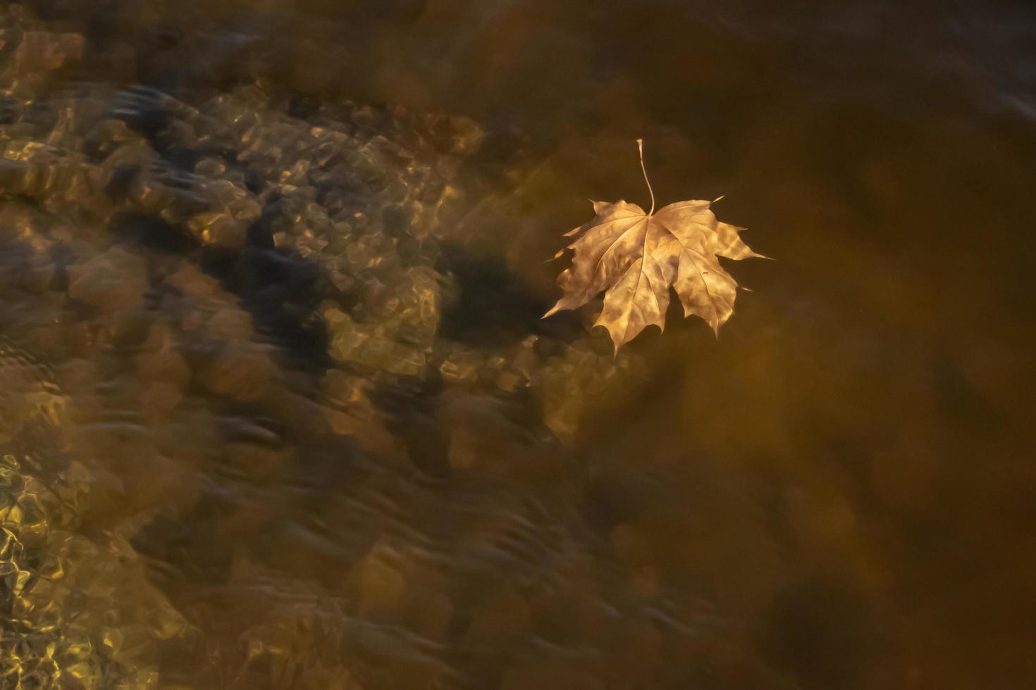 Ahornblatt, das auf dem Wasser schwimmt. foto