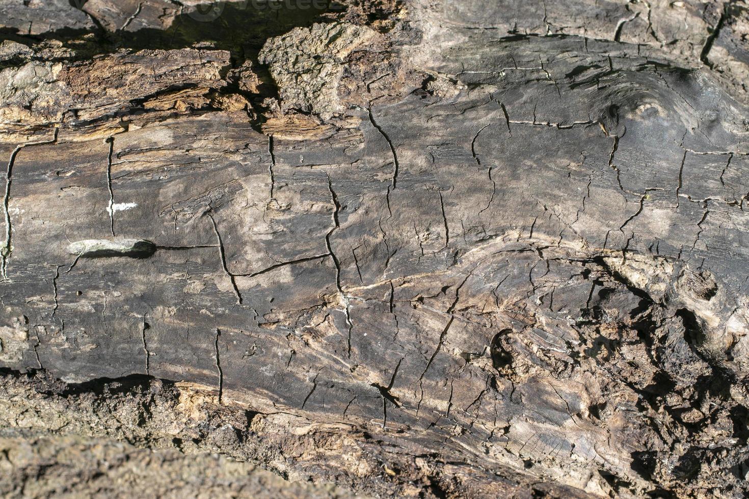 Eichenholzstruktur, alter trockener Stamm foto