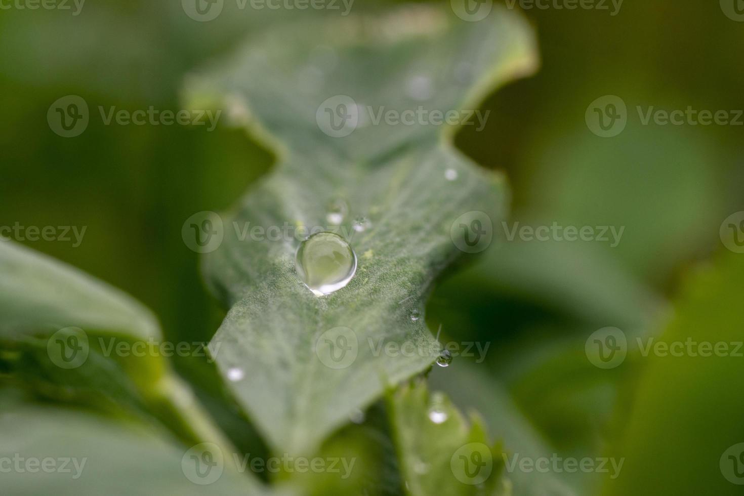 Große schöne Tropfen transparenten Regenwassers auf einem grünen Blattmakro. Tautropfen am Morgen leuchten in der Sonne. natürlichen Hintergrund. foto