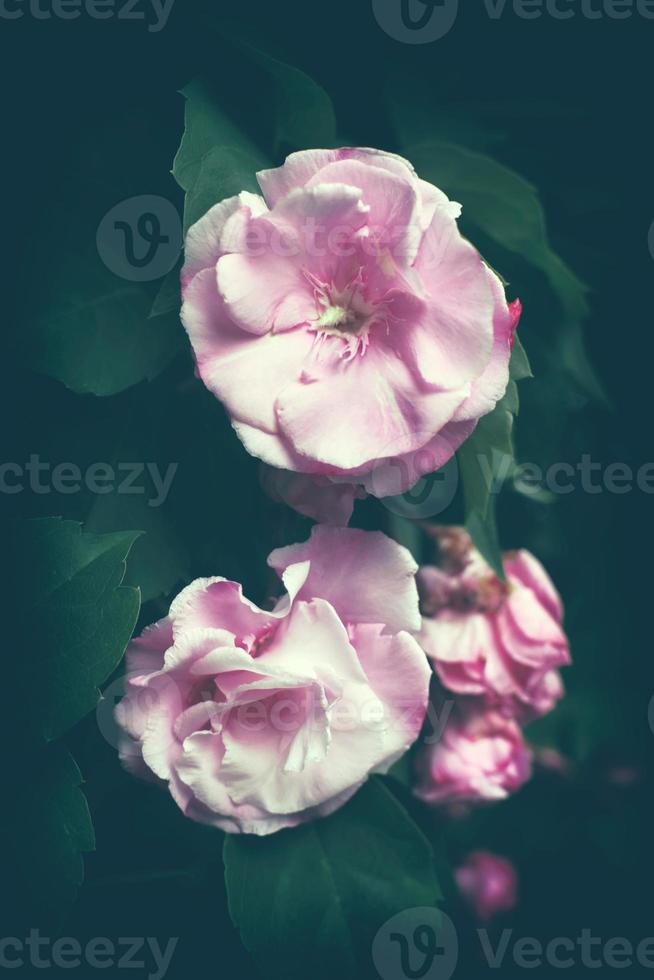 Floribunda Oleanderblüten, Postkarte oder Cover.rosa Oleanderblüten und burgunderrote Knospen foto