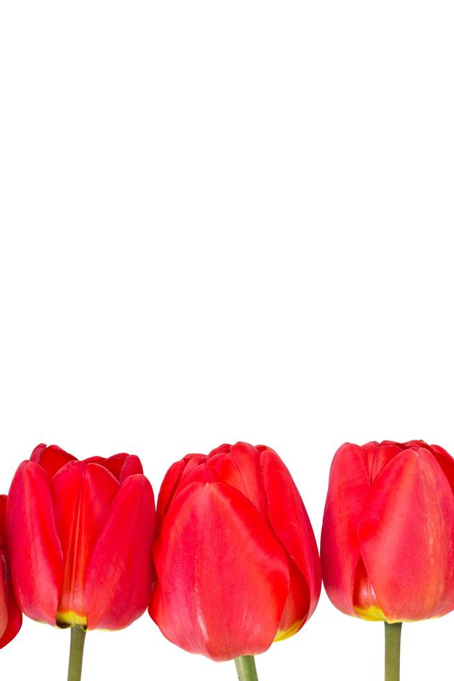schöne Frühlingsblumen Tulpen auf weißem Hintergrund foto