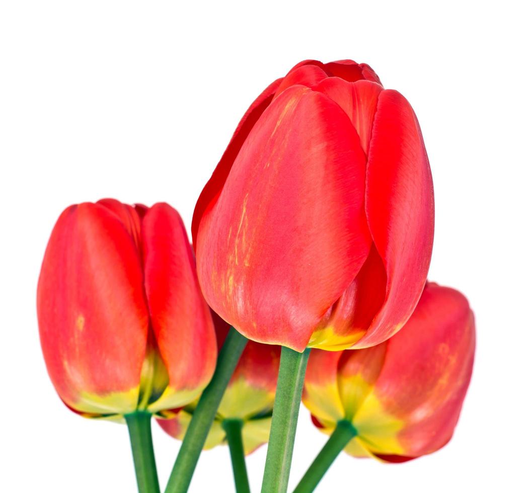 schöne Frühlingsblumen Tulpen auf weißem Hintergrund foto