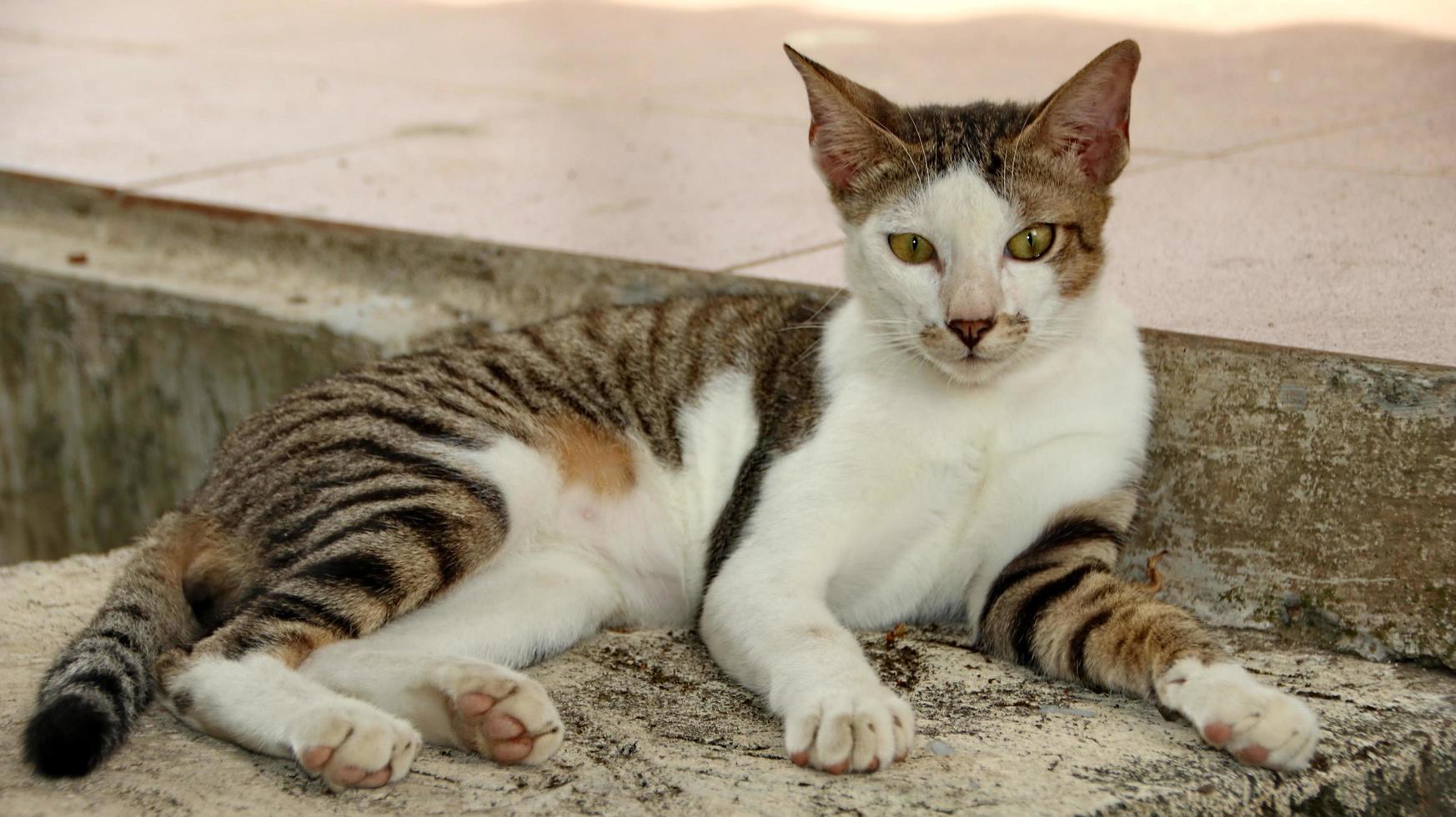 streunende Katzen, die auf der Straße essen. eine Gruppe obdachloser und hungriger Straßenkatzen, die Nahrung von Freiwilligen essen. Fütterung einer Gruppe wilder streunender Katzen, Tierschutz- und Adoptionskonzept foto