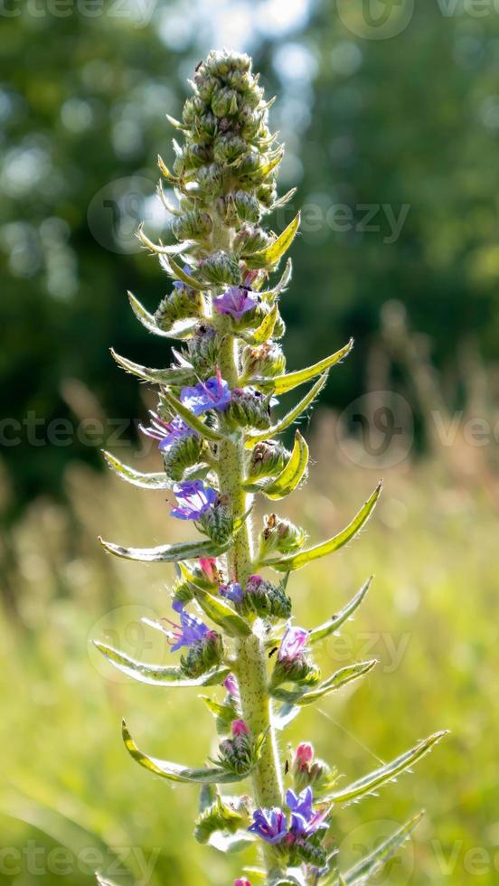 schöne Wildblumen und Wildkräuter auf einer grünen Wiese. warmer und sonniger Sommertag. Wiesenblumen. Wildes Sommerblumenfeld. Sommerlandschaftshintergrund mit schönen Blumen. foto